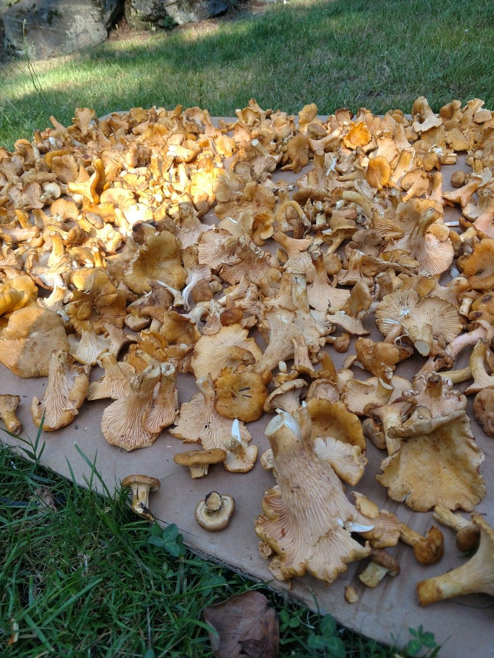 Fresh Chanterelle Mushrooms