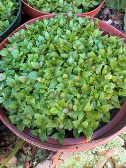 A whole bunch of healthy pink guava plants