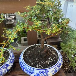 Bonsai Kim Ngan