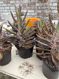 Kalanchoe