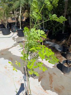 $45 front door delivery Moringa Tree