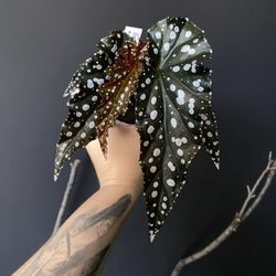 ✨ Black Forest Maculata | Begonia ✨ 
