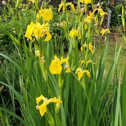 Yellow Water Irises 