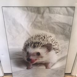 Hedgehog Poster 