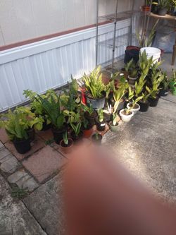 Snake Plants