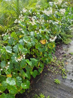 huge clusias over 5 feet   instant privacy  Hedge  for fences minumin qty 30+