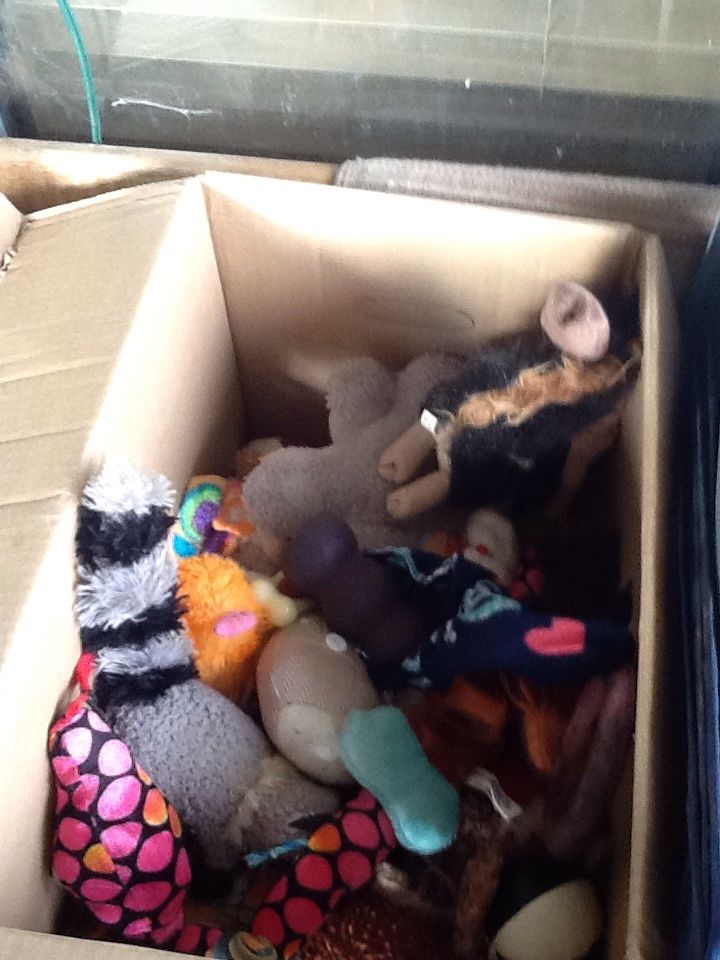 Tons of random used but still in good condition pet toys Plus..