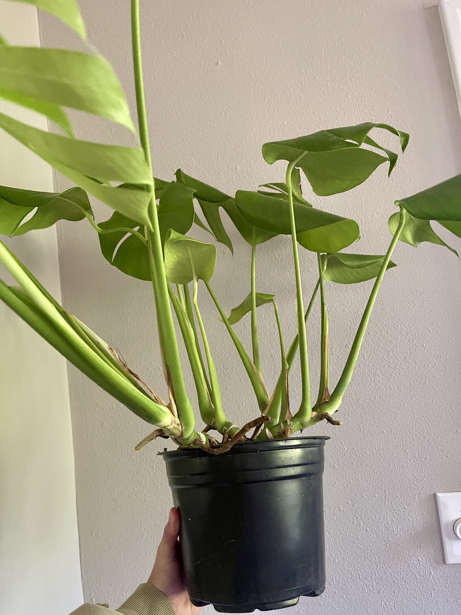 Medium Monstera