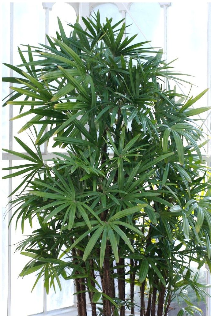 LIVE PLANT 2ft Rhapis excelsa - Bamboo Palm - Braodleaf Lady Palm - Fan Tufted