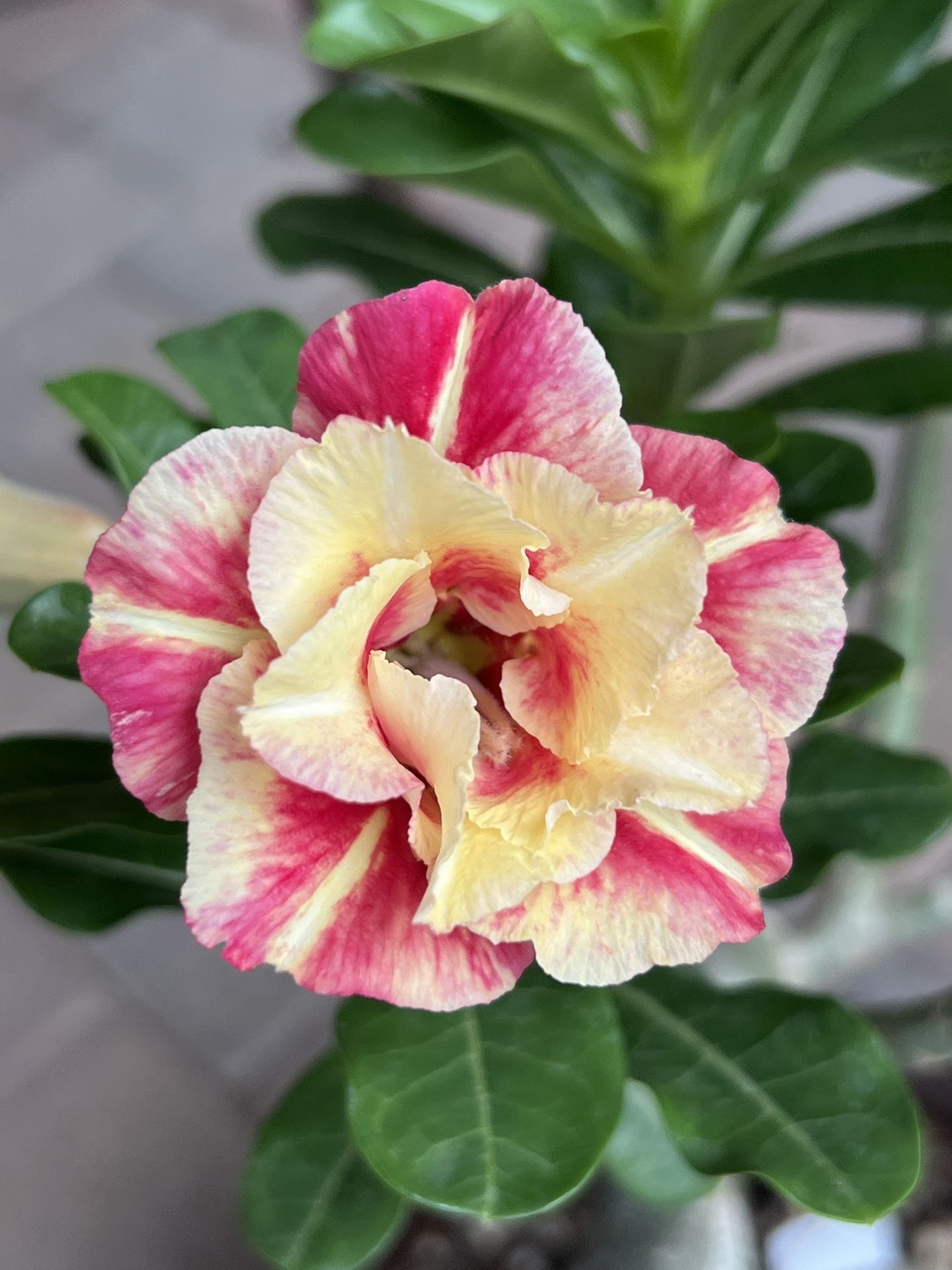 Yellow and pink flowers Desert Rose.