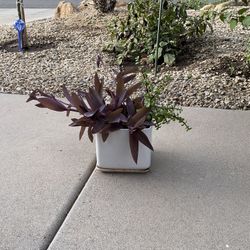 Ceramic Pot Flowers 