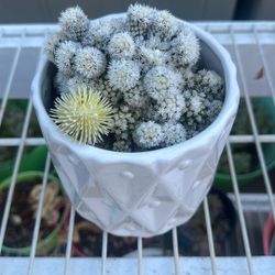 Cactus  $10 