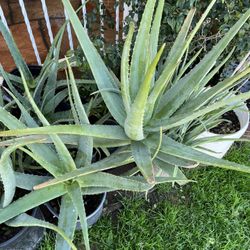 Plants Available For Sale Many Sizes Many Types To Choose From