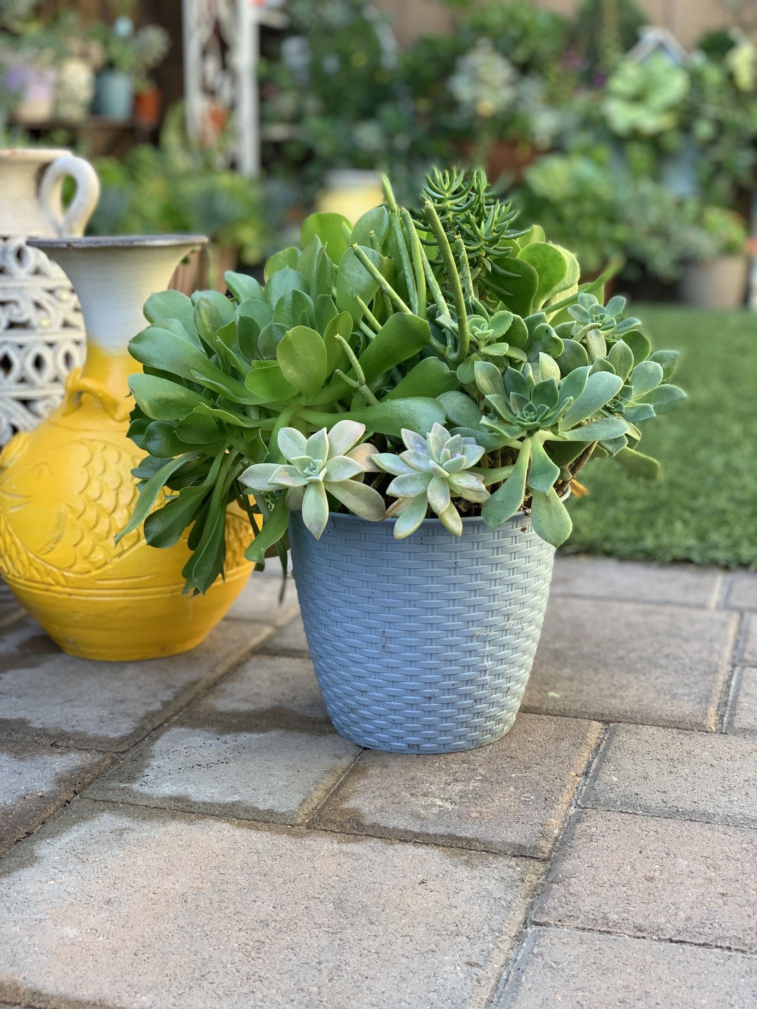 Assorted Succulent Plants  Buy 5pots And Get 1  Pot Free
