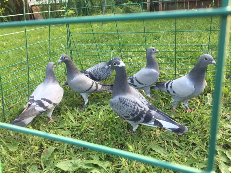 Palomas mensajeras en venta
