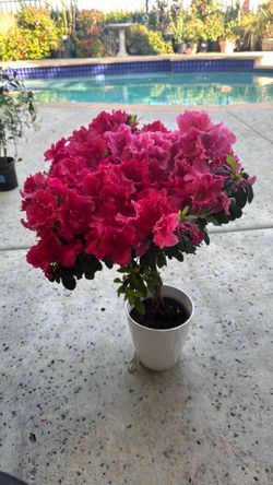Azalea tree, light and dark pink