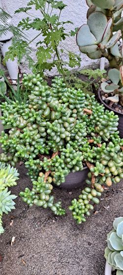 succulent plants