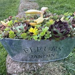 Succulents Plants Arrangement In It’s Own Container.