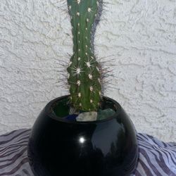 Ceramic Round Thick Mirrored Flower Pot With The Cactus 🌵 Plant, Soil & Decorative Glass-great Condition
