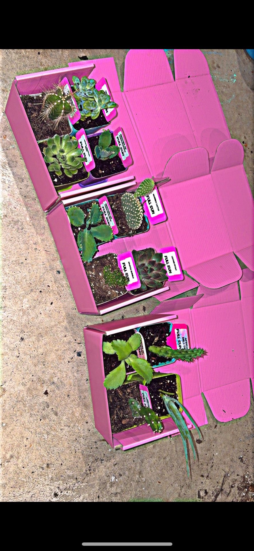 Plant Sale