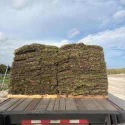 St. Augustine Sod