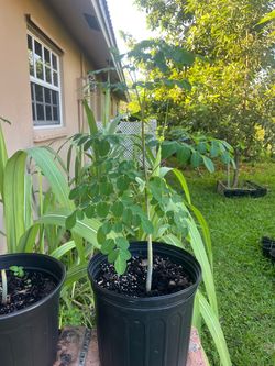 Moringa Trees