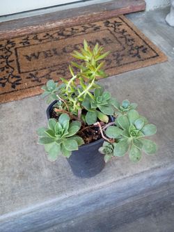 Beautiful succulent
