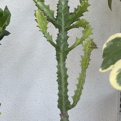 Tall Euphorbia lactea Plant