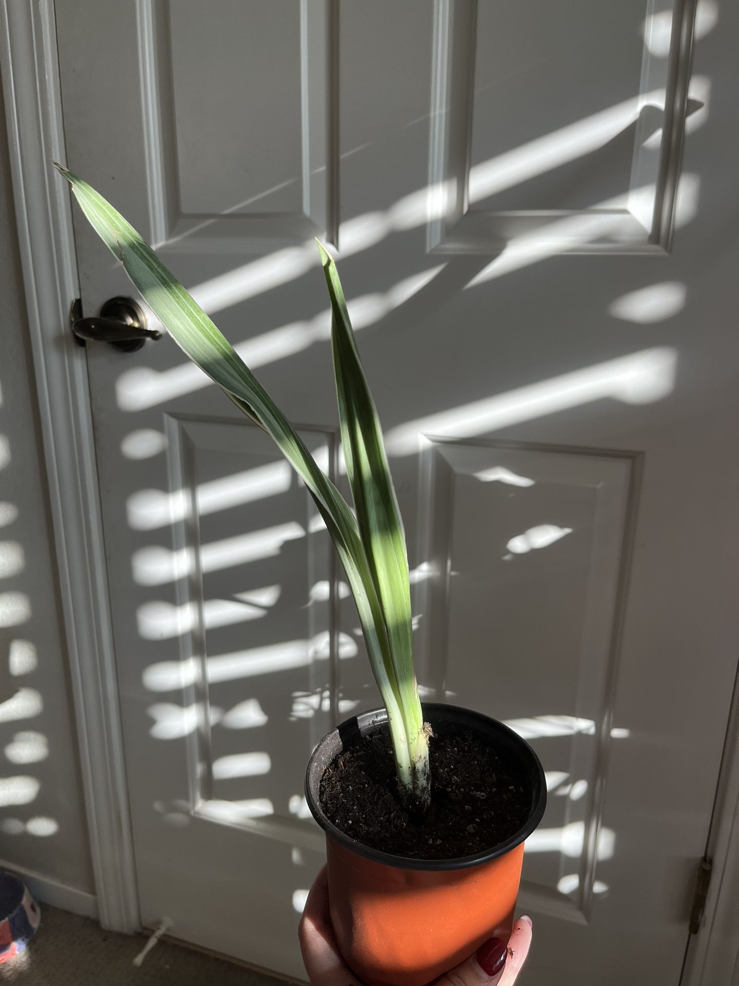 Rare Sayuri Snake Plant 