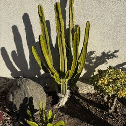 Large euphorbia + pretty Echiveria succulent , Very easy to transplant to a large pot or garden.