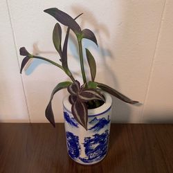 Tradescantia Zebrina, “Inchplant” Well Rooted Cutting, Live Houseplant