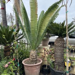 Dioon spinulosum