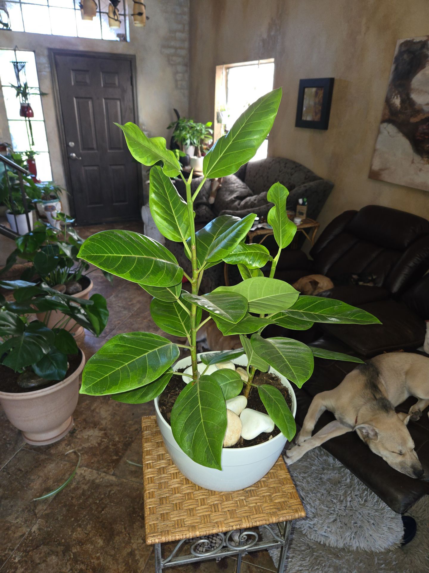 2ft 4in tall Ficus plant in 10in ceramic pot with stones
