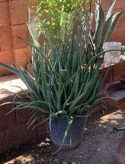 Aloe Vera Plants Of Various ones