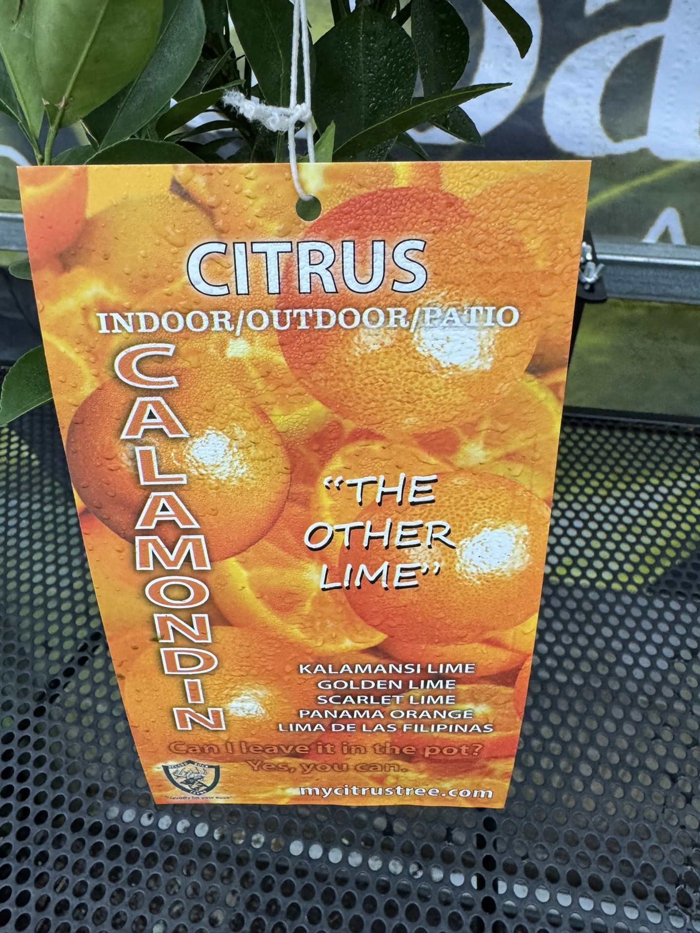 Calamondin Citrus Tree for Sale in Vancouver, WA OfferUp