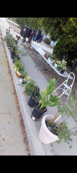 HUGE Plants Sale
