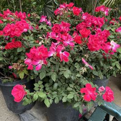 Knockout Rose Bush 15gal 