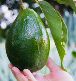 🥑 Freshly Picked Florida Avocados — Homegrown, Naturally Delicious, No Pesticides! 🌿
