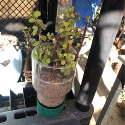 Succulent 