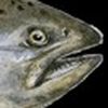 S3LMAN Salmon