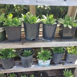 Succulent Plant Each $5