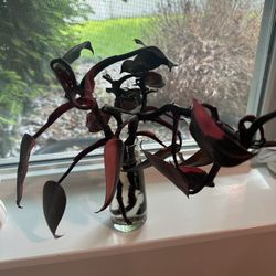 Pink Princess Philodendron Plant Cuttings 