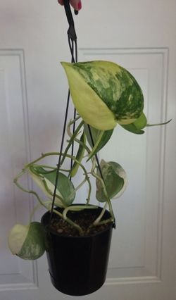 Scindapsus Variegated Jade Satin