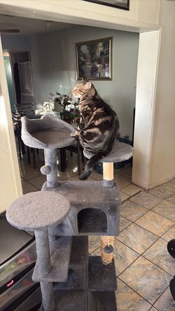 Cat tree