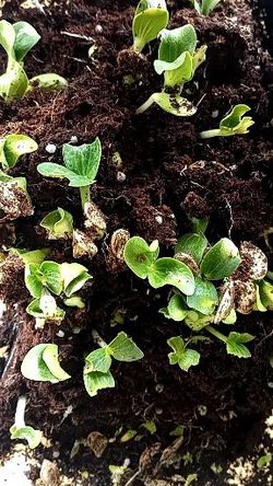 Pumpkin plants $1