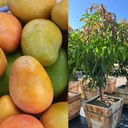 Mango trees
