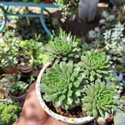 Mini Succulent 