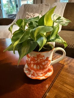 Live Philodendron Brasil in Pumpkin Teacup & Saucer – $25