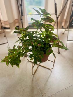 Plant