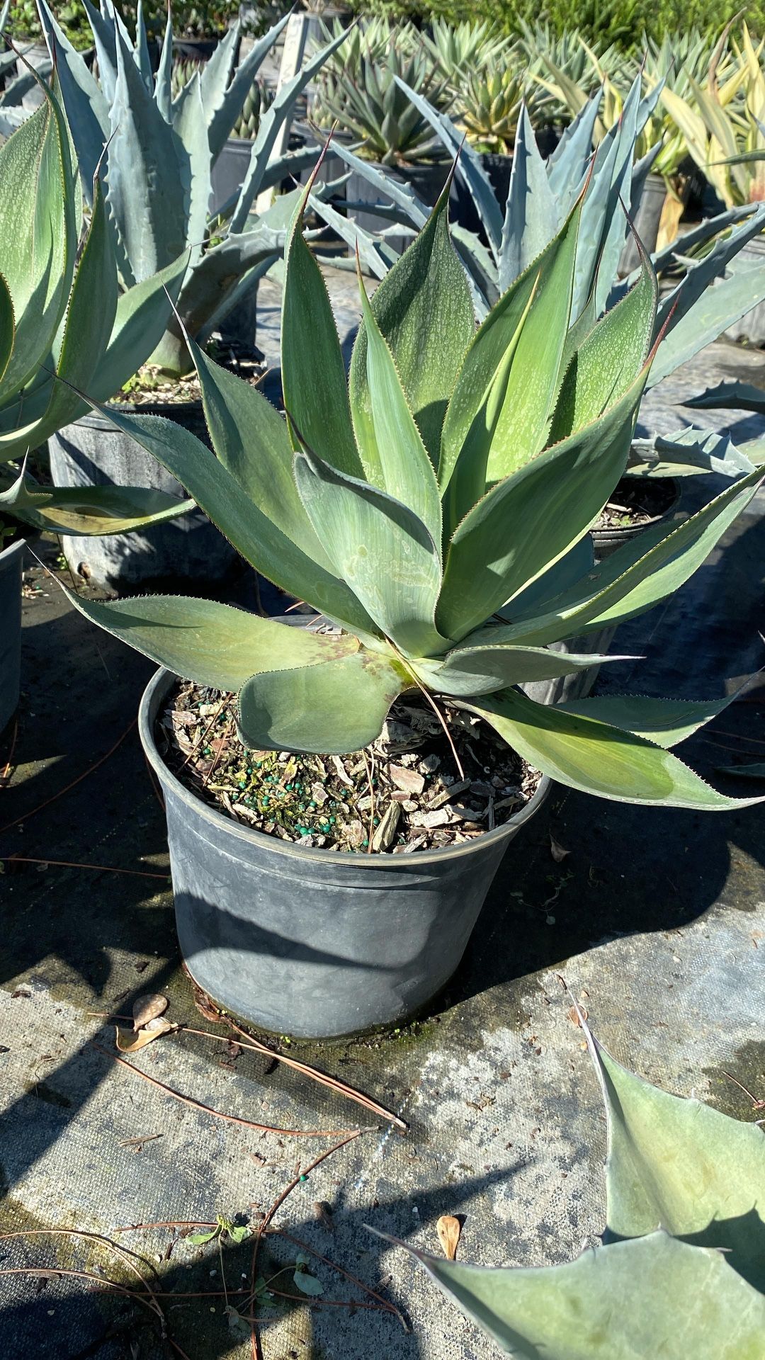 Blue Flame Agave - 3gl